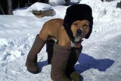 hond winter sneeuw